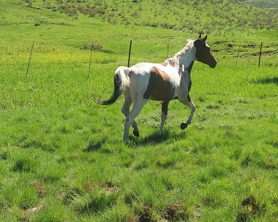 0 Bedroom Property for Sale in Barkly East Rural Eastern Cape